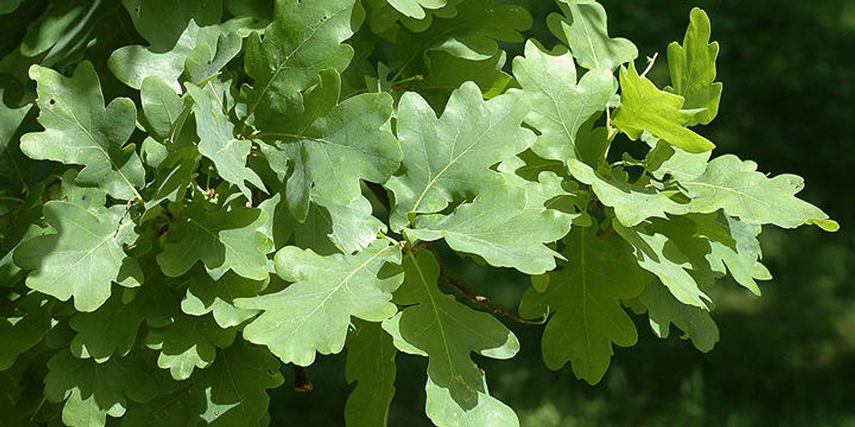 Eikeblad J/EB/1.3-25