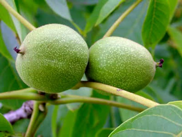 Hovedbilde Valnøtt A/VN1.2-25