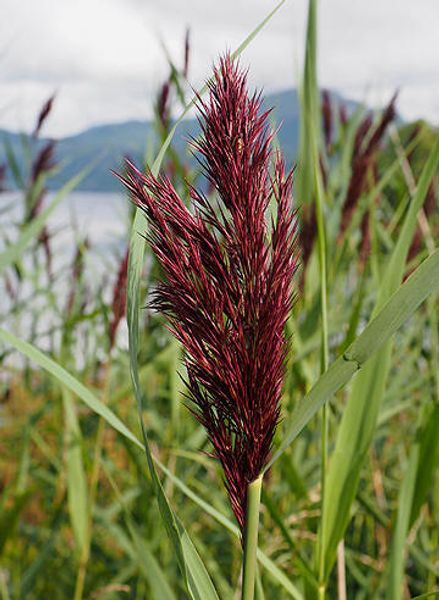 Hovedbilde Takrøyr Vaid A/TR3.2/V3-25